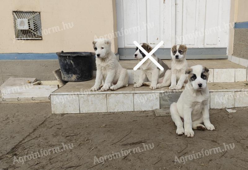 Štěňata středoasijských ovčáků k adopci