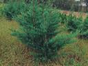 Yew, laurel, coral birch, leyland cypress, hydrangea, emerald thuja for sale from producer