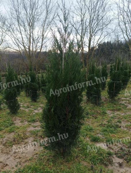 Coral mesteacăn, laur, cypress leyland, tisa, hortensie, thuja de smarald de vânzare de la producător