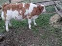 MT Hungarian spotted bull calf