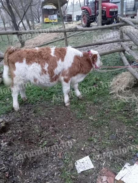 MT Hungarian spotted bull calf