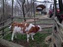 MT Hungarian spotted bull calf