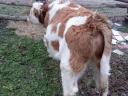 MT Hungarian spotted bull calf