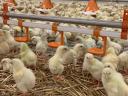 Poultry farmer job