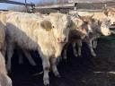 Charolais heifers and heifers for sale, 73 head