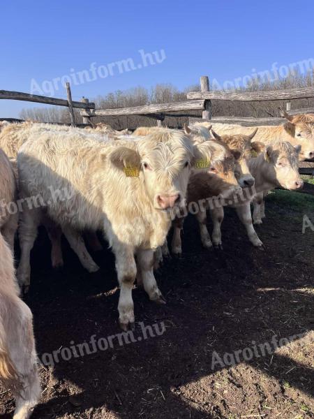 Charolais heifers and heifers for sale, 73 head