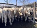 Charolais heifers and heifers for sale, 73 head