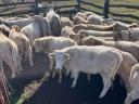 Charolais heifers and heifers for sale, 73 head