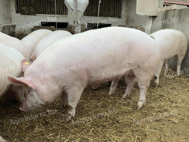 Ungarische große weiße Mastschweine würden umziehen