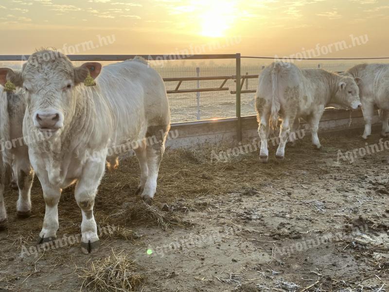 Plemenski biki charolais