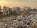 Plemenski biki charolais