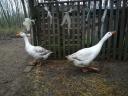 Geese and geese for sale