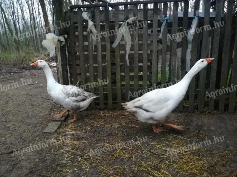 Geese and geese for sale