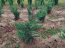 Laurel, yew, leyland cypress, coral birch, hydrangea, emerald thuja for sale from producer