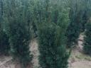 Laurel, yew, leyland cypress, coral birch, hydrangea, emerald thuja for sale from producer