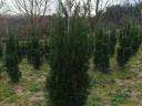 Laurel, yew, leyland cypress, coral birch, hydrangea, emerald thuja for sale from producer