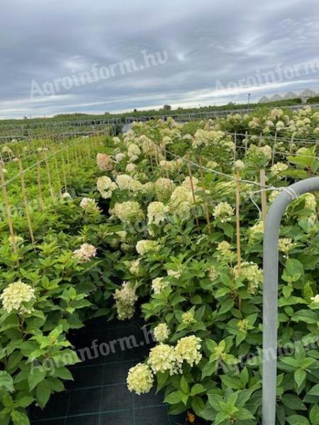 Tisa, dafin, chiparos de Leyland, barberry coral, thuja smarald, hortensie de vânzare de la producător