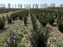 Tisa, dafin, chiparos de Leyland, barberry coral, thuja smarald, hortensie de vânzare de la producător