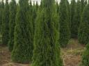 Laurel, yew, coral birch, leyland cypress, hydrangea, emerald thuja for sale from producer