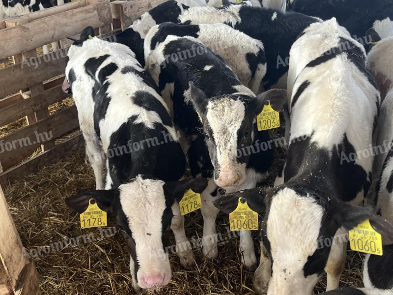 11 11-week-old HF bull calves for sale