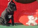 Cane Corso Welpe