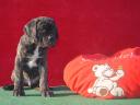 Cane Corso Welpe