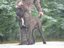 Cane Corso Welpe