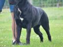 Šteniatko Cane Corso