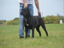 Šteniatko Cane Corso