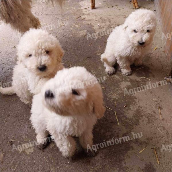 Komondor-Welpe