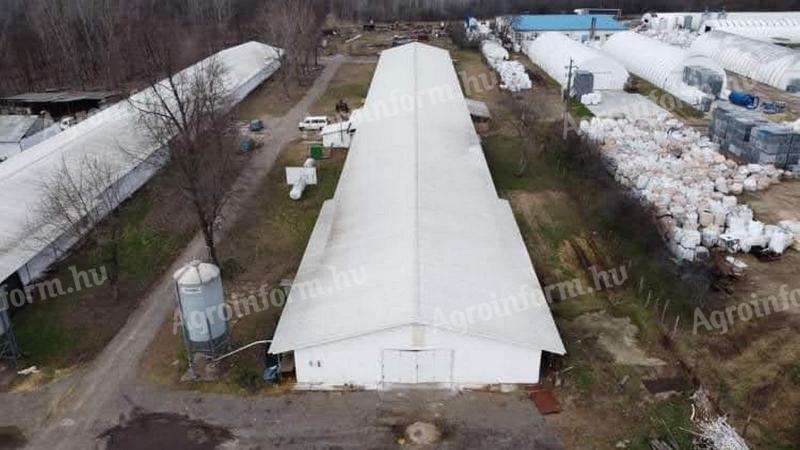 A 65 thousand poultry farm outside Balotaszállás