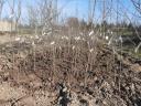 Berbenci plum tree seedlings for sale