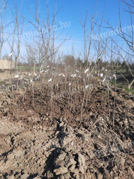 Berbenci plum tree seedlings for sale