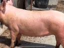 Große weiße x Hungahib Mastschweine zur Vorbestellung verfügbar