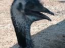 EMU laying flock for sale