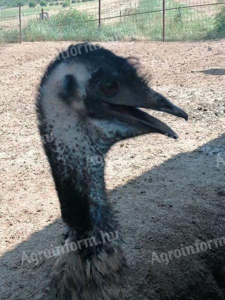 Stado niosek EMU na sprzedaż