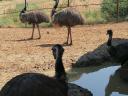 EMU laying flock for sale