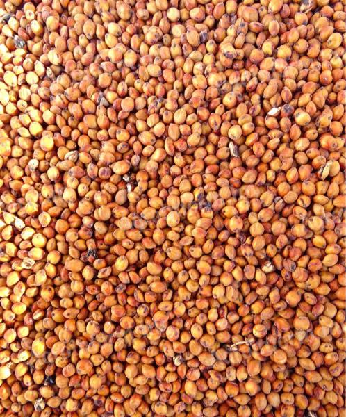 Sudanese Grass Seed MATACO metal sealed for sale with postage