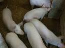 Piglets for sale in Igar