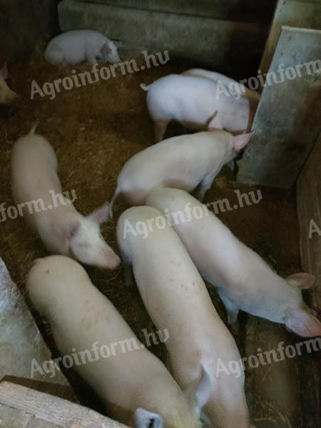 Piglets for sale in Igar