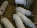 Piglets for sale in Igar