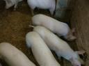 Piglets for sale in Igar