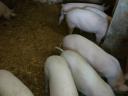 Piglets for sale in Igar