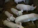 Piglets for sale in Igar