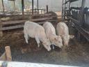 Jalovice plemene Charolais