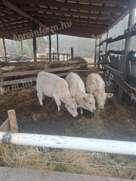 Jalovice plemene Charolais