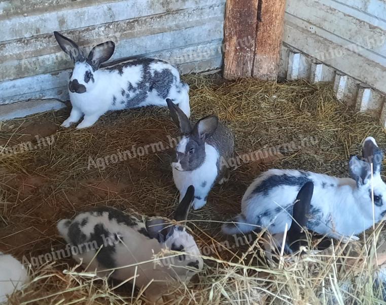 Rabbits for sale