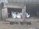 Rabbits for sale