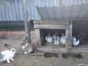 Rabbits for sale