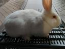 Rabbits for sale